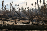 Eine Regenwaldregion in Brasilien nach einem Feuer. Foto: Bruno Kelly/REUTERS