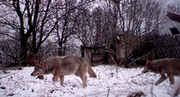 Auch Wölfe werden wieder häufiger gesichtet. Foto: REUTERS