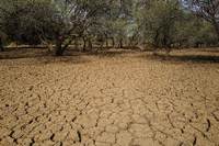 Starkregen könnte zum Verlust weiterer Böden in der Sahelzone führen. Foto: Reuters