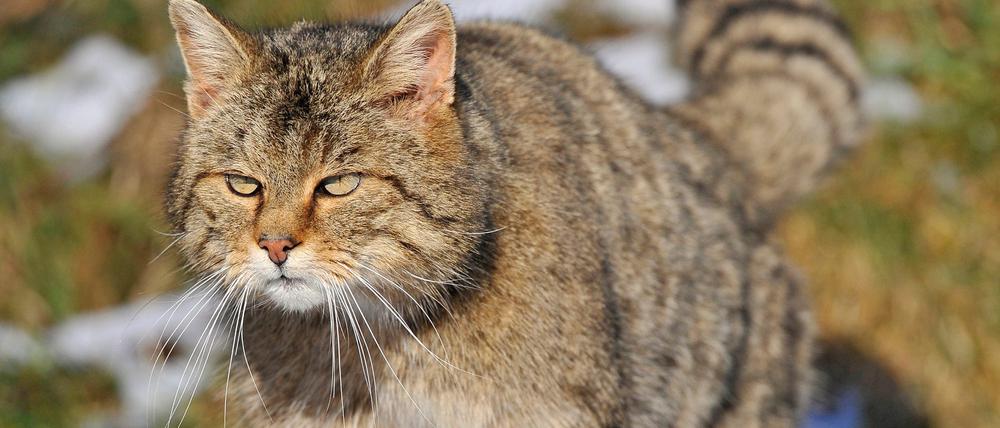 Die Europäische Wildkatze (Felis silvestris) ist von der Deutschen Wildtier Stiftung zum „Tier des Jahres 2018“ ernannt worden.
