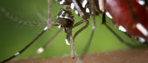 HANDOUT - Eine weibliche Asiatische Tigermücke (Aedes albopictus), aufgenommen im Jahr 2002. Photo: James Gathany/Centers for Disease Control/dpa (ACHTUNG: Nur zur redaktionellen Verwendung bei vollständiger Nennung der Quelle «James Gathany/Centers for Disease Control/dpa») (zu dpa "Mexiko gibt Impfstoff gegen Dengue-Fieber frei") +++ dpa-Bildfunk +++