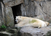 Eisbär Troll ist im Alter von 28 Jahren im Tierpark Berlin gestorben. Foto: dpa