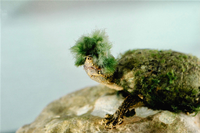 Eine mit Algen überwachsene Moschusschildkröte. Der Panzer von Schildkröten, der gut vor Gefahren wie Steinschlag oder Feinden schützt, könnte für ihre hohe Alterungsrate sorgen. Foto: Francis L. Rose