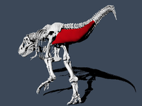 Der Schwanz der Tyrannosaurier spielte bei der Fortbewegung eine wichtige Rolle. Foto: Pasha van Bijlert/dpa