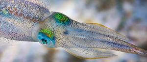 Tintenfische können mit Farbveränderungen Gefühle signalisieren.