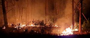 Flammen schlagen in die Höhe und Rauch steigt auf bei Nacht in einem Waldstück nahe Jüterbog. 