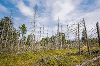 Eine Waldlichtung im Nationalpark Harz mit vielen abgestorbenen Bäumen. Foto: imago images/Jannis Große