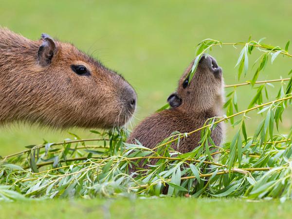 Obacht! Der Tierpark darf sich glücklich schätzen über dreifachen Capybaras-Nachwuchs.  