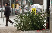 Eingeschwebt. So kam der Baum am Freitag auf dem Breitscheidplatz an. Foto: dpa