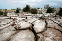 Tiefe Risse sind im ausgetrockneten Boden der Mangrovensümpfe von Cancun zu sehen Foto: picture alliance / dpa
