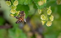 Es geht um den Zusammenhang zwischen Bienen und Weltuntergang. Foto: obs