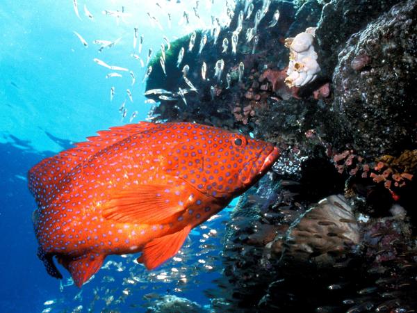 Das erste wirklich große Meeresschutzgebiet: Ein Juwelen-Zackenbarsch schwimmt an einem Korallenriff der Great Barrier Riffs vor der Küste Australiens vorbei.