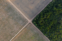 Was vom Regenwald übrig blieb: Brasilien rodet große Flächen, um Soja anzubauen. Foto: dpa/Leo Correa