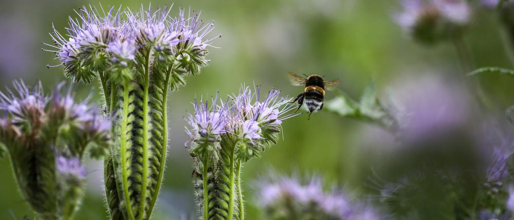 26.08.2023, Baden-Württemberg, Altheim: Eine Hummel fliegt durch ein Feld mit blühendem Bienenfreund (Phacelia tanacetifolia). Foto: Thomas Warnack/dpa +++ dpa-Bildfunk +++