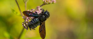 Ein Weibchen der Blauschwarzen Holzbiene beim Blütenbesuch. 