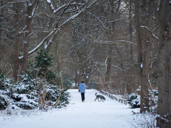 Eine Frau geht mit ihrem Hund im verschneiten Berliner Tiergarten spazieren.