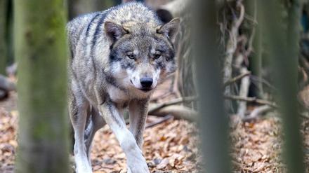 Ein Wolf (Canis lupus) streift im Tierpark Hexentanzplatz durch sein Freigehege. Im vergangenen Jahr sind rund 5000 Meldungen mit Verdacht auf Wölfe in Sachsen-Anhalt beim Wolfskompetenzzentrum Iden (WZI) eingegangen.