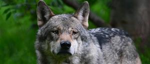Bundesumweltministerin Steffi Lemke (Grüne) hat mehr Abschüsse von „Problem-Wölfen“ gefordert. Zu sehen ist hier ein Tier im Gehege des Wildparadieses Tripsdrill.