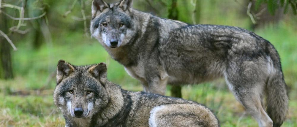 Zwei Wölfe im Gehege des Wildparks Schorfheide in Brandenburg