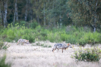 Vier Wolfswelpen tummeln sich hier, einer trägt einen Knochen im Maul. Foto: Ingolf König-Jablonski/dpa