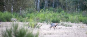Nahe Potsdam:  Zwei Wolfswelpen streifen in der Kernzone der Döberitzer Heide durch das Gras. 