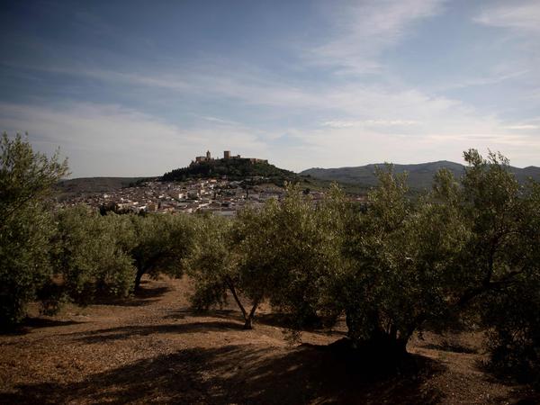„Der Olivenbaum kann zwar sehr hohe Temperaturen ertragen – aber nur, wenn er genügend Wasser bekommt.“
