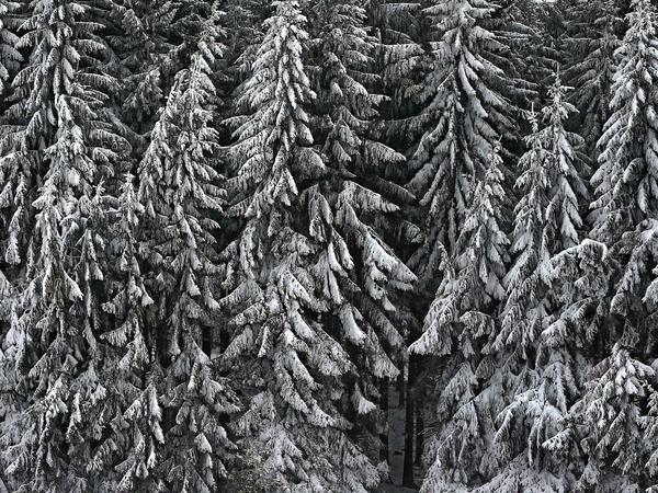 Winterliche Idylle: Ein Nadelwald im bayerischen Bernbeuren.