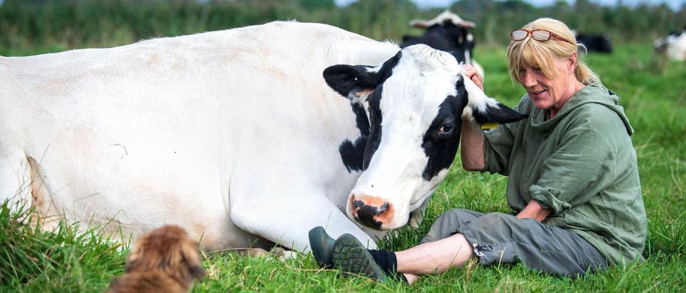 Auch eine Art des Umgangs. Auf der Weide eines Altersheims für Kühe im niedersächsischen Butjadingen. Hier wird weder gemolken noch geschlachtet. 