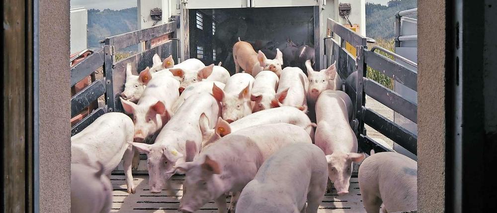 Oink, oink. Ein Viehtransporter bringt Jungschweine zur Mastanlage.