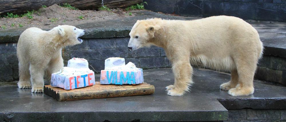 Zwei Eisbären feiern Geburtstag im Zoo von Rostock: Am 3. Dezember 2015 wurde Fiete ein Jahr alt, seine Mutter Vilma 13.  