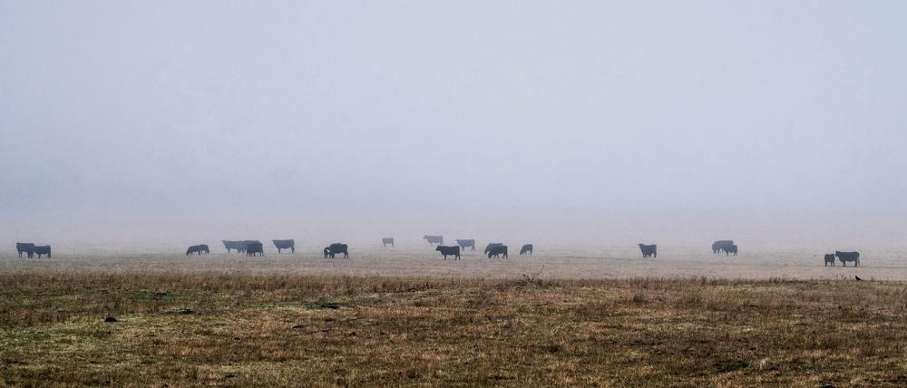 Rinder auf einer australischen Weide