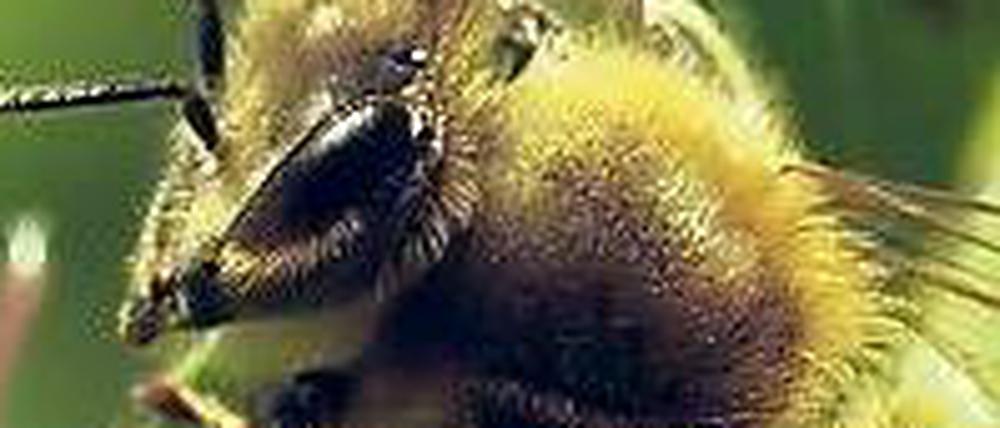 Flügelschlag in Nahaufnahme. Bei den Dreharbeiten flog die Kamera den Bienen im Minihubschrauber hinterher. 
