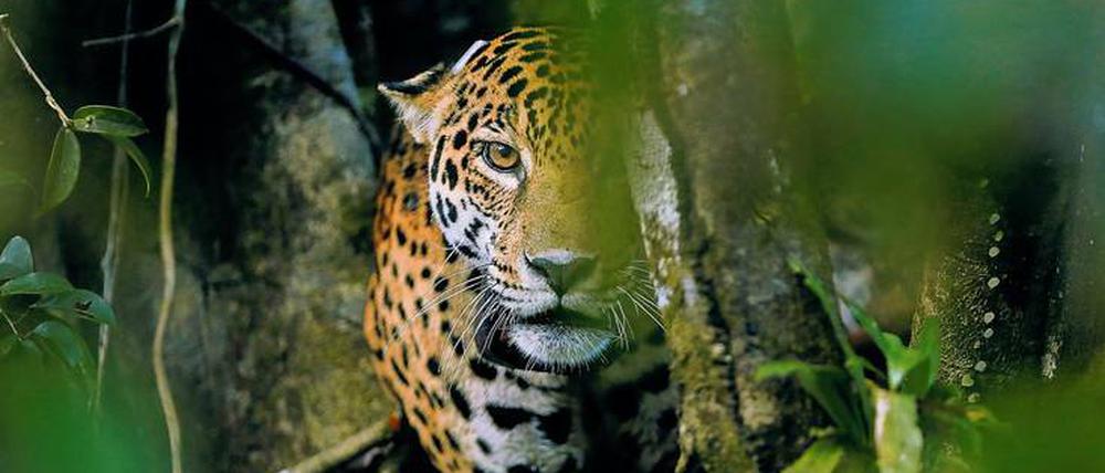 Überleben im Amazonas. Ein Jaguar sucht Schutz vor den Flammen.