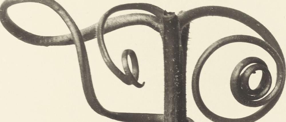 Ein Curcubita, also Kürbisranken, um 1930 von Karl Bloßfeldt fotografiert.