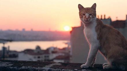 Eine von tausenden. Die Katzenpopulation in der türkischen Metropole stammt ursprünglich von den Schiffen der Seefahrer.