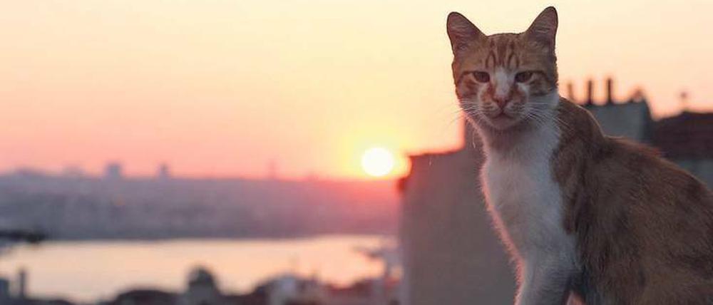 Eine von tausenden. Die Katzenpopulation in der türkischen Metropole stammt ursprünglich von den Schiffen der Seefahrer.