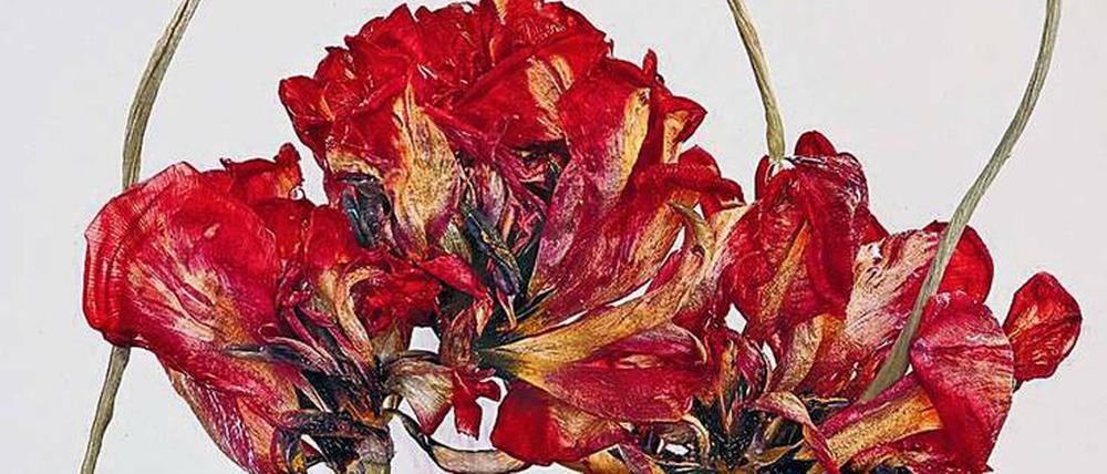 Wasserpflanzen. Für ihre Serie "Floriszenz" (2019) taucht Kathrin Linkersdorff diverse Blüten wie diese Tulpen in Gläser voll Wasser.