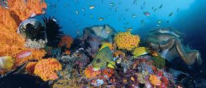 Des Menschen Freund, die Koralle. Riff auf den Raja Ampat-Inseln im Süden Indonesiens. 
