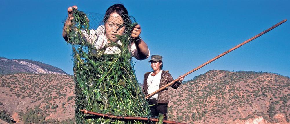 Chinesische Frauenwirtschaft. Mu Ze Latso (vorne) und eine Freundin, beide vom Volk der Mosuo, beim Sammeln von Algen für das Vieh. Die Mosuo sind eine Untergruppe der offiziell anerkannten Minderheit der Naxi. Sie leben an den Ufern des Lugu-Sees im Nordwesten der Provinz Yunnan und bilden eine vormoderne matrilineare Gesellschaft, in der die Männer in den meisten Bereichen untergeordnet sind.