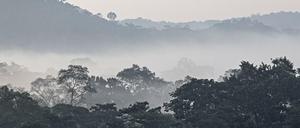 Morgennebel über dem Regenwald in Ecuador.