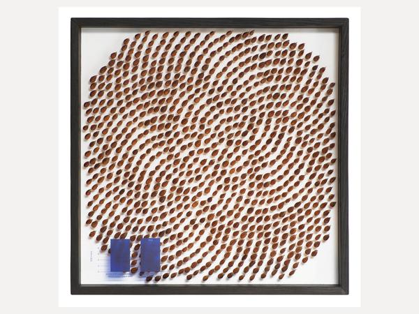 Andreas Greiner, „Seed Pattern“, 880 Buchensamen im Holzkohlerahmen, 50 x 50 cm, Unikat in Serie, 2019.