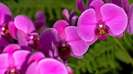 Orchidee - Konfuzius berichtete über ihren Duft und verwendete sie als Schriftzeichen "lán", was so viel wie Anmut, Liebe, Reinheit, Eleganz und Schönheit bedeutet.
