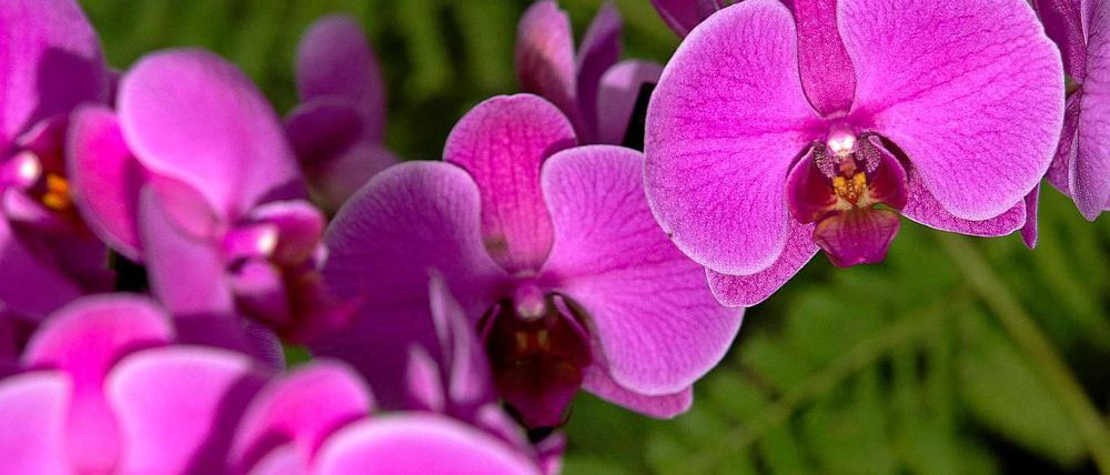 Orchidee - Konfuzius berichtete über ihren Duft und verwendete sie als Schriftzeichen "lán", was so viel wie Anmut, Liebe, Reinheit, Eleganz und Schönheit bedeutet.