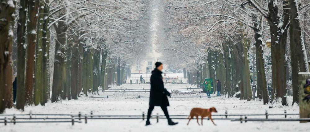 Ein Spaziergänger mit Hund geht bei Schnee durch den Berliner Tiergarten.