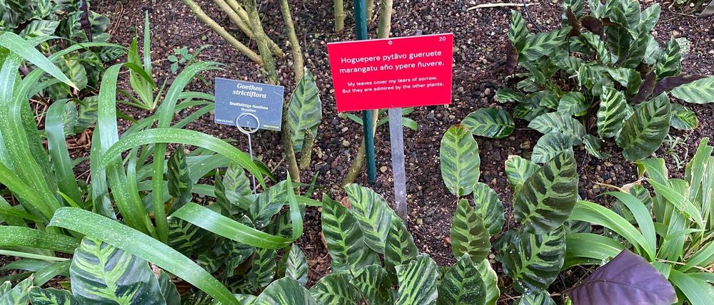 Guarani-Namen für Pflanzen im Großen Tropenhaus.
