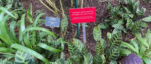 Guarani-Namen für Pflanzen im Großen Tropenhaus.