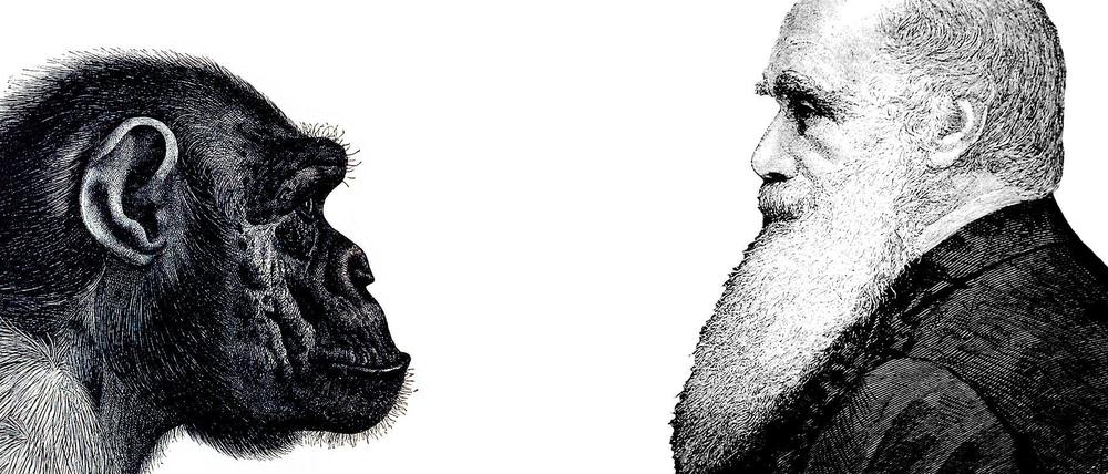 Wer hat hier den besseren Friseur? Diese Frage hat Charles Darwin nie gestellt.