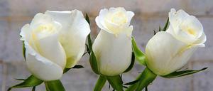 Drei weiße Rosen erinnern auf dem Dresdner Heidefriedhof an die Opfer des Bombardements.