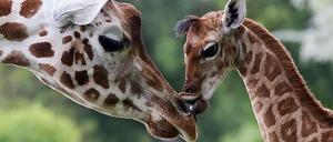 Die neun Tage alte Giraffe Bine schmust im Berliner Tierpark Friedrichsfelde mit ihrer Giraffen-Tante Andrea. Das Giraffenkind war am 30. April während der Besuchszeit auf der Freifläche unter den Augen zahlreicher Besucher geboren worden.
