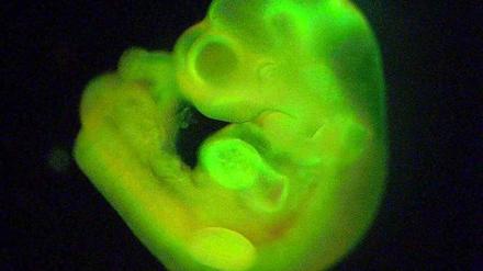 Grünes Wunder. Forscher vom Riken-Institut für Entwicklungsbiologie im japanischen Kobe verkündeten Ende Februar sie hätten eine neue Methode entdeckt, um Stammzellen zu erzeugen. Als Beweis präsentierten sie Fotos von Embryos, die sich aus den grün markierten Stammzellen entwickelt haben sollen.